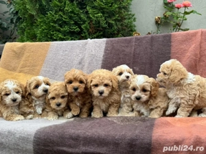 Maltipoo bichon maltez+pudel red toy - imagine 4