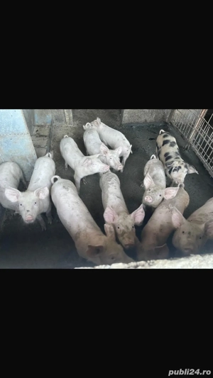 Vand purcei pietrean cu duroc.Au 3 luni sunt vaccinati si castrati.Mai multe detalii la telefon