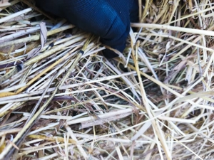 Baloti rotunzi de fan si paie