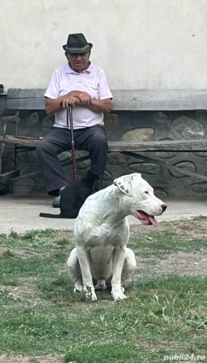 Dog argentinian 