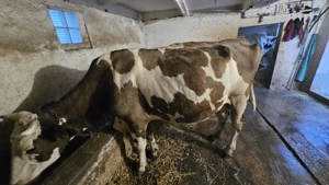 Vaca de lapte  - imagine 2