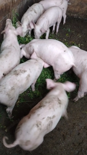 Purcei de vânzare  - imagine 2 Purcei de vânzare  - imagine 2