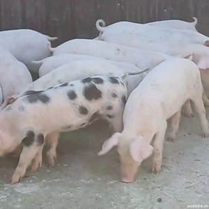 purcei pik si petrean  - imagine 3