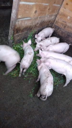 Purcei de vânzare  - imagine 3 Purcei de vânzare  - imagine 3