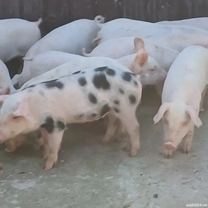 purcei pik si petrean  - imagine 2