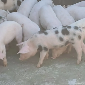 purcei pik si petrean