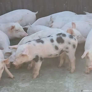 purcei pik si petrean  - imagine 4