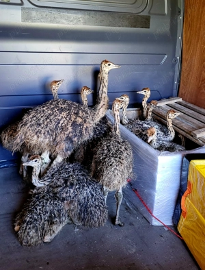 Pui de struti sanatosi 