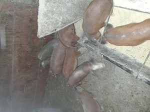 Vând purcei - imagine 2 Vând purcei - imagine 2