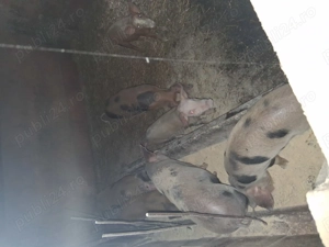 Vând purcei - imagine 3 Vând purcei - imagine 3