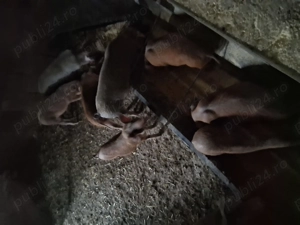 Vând purcei - imagine 4 Vând purcei - imagine 4