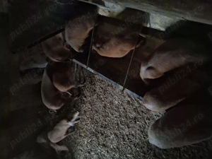 Vând purcei - imagine 5 Vând purcei - imagine 5