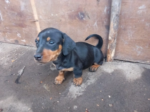 Căței Teckel negru cu pete de foc Blue  Maro (dachshund tekel techel sorecar)