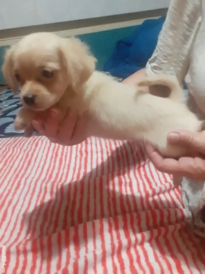 Chihuahua cu par lung - imagine 2