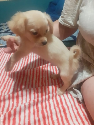 Chihuahua cu par lung - imagine 5