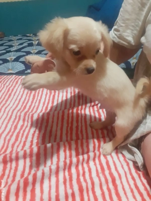 Chihuahua cu par lung - imagine 3