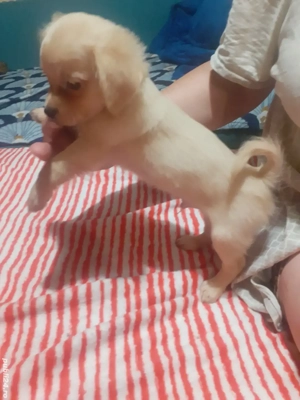 Chihuahua cu par lung - imagine 4