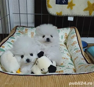  pomeranian boo tea- cup