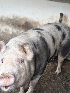 Vând un porc din gospodărie proprie  - imagine 2 Vând un porc din gospodărie proprie  - imagine 2