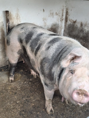 Vând un porc din gospodărie proprie 