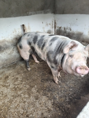 Vând un porc din gospodărie proprie  - imagine 3 Vând un porc din gospodărie proprie  - imagine 3