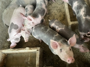 De vânzare porci de sămânță 2 scrofițe și un porc,pietrain metiș preț negociabil,detalii în privat  - imagine 5 De vânzare porci de sămânță 2 scrofițe și un porc,pietrain metiș preț negociabil,detalii în privat  - imagine 5