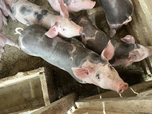De vânzare porci de sămânță 2 scrofițe și un porc,pietrain metiș preț negociabil,detalii în privat  - imagine 4 De vânzare porci de sămânță 2 scrofițe și un porc,pietrain metiș preț negociabil,detalii în privat  - imagine 4