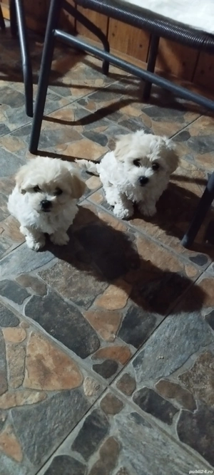 bishon maltez mini toi - imagine 3