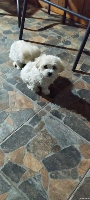 bishon maltez mini toi - imagine 2