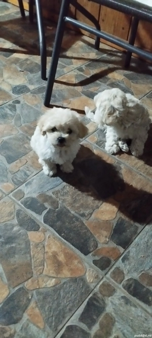 bishon maltez mini toi - imagine 4