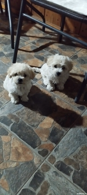 bishon maltez mini toi