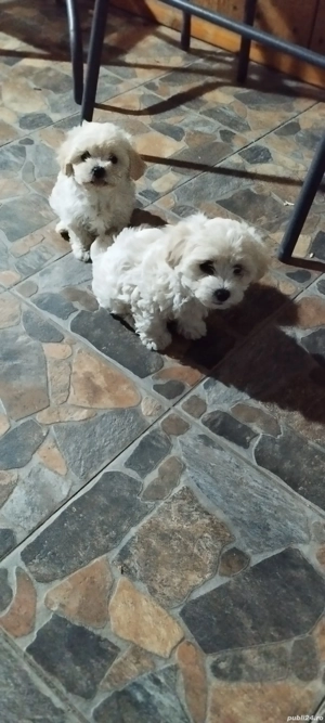 bishon maltez mini toi - imagine 5