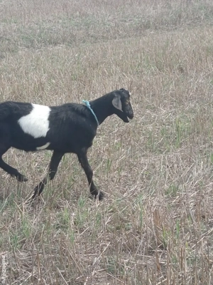 Vand tăpișor de 8 luni foarte frumos - imagine 2