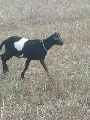 Vand tăpișor de 8 luni foarte frumos - imagine 3