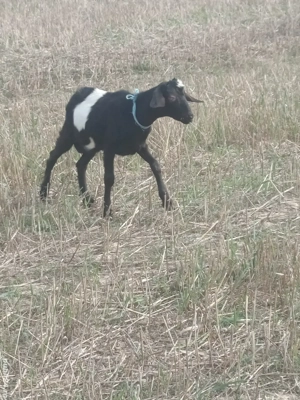Vand tăpișor de 8 luni foarte frumos