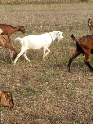 vând un țap superb,fara coarne - imagine 3