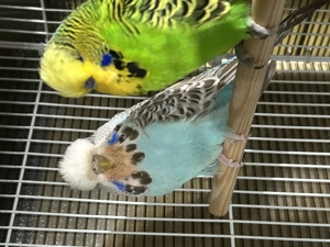 Papagali perusi standard  familie reproducatoare   tineret   pui