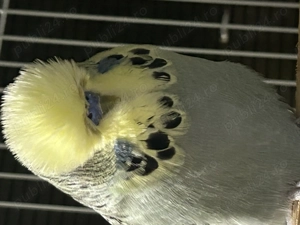 Papagali perusi standard  familie reproducatoare   tineret   pui - imagine 2