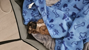 De vanzare Bichon Havanez - imagine 2