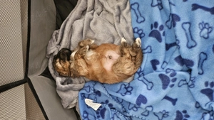 De vanzare Bichon Havanez - imagine 3