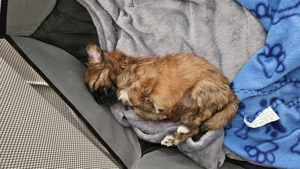 De vanzare Bichon Havanez - imagine 4