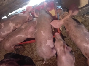 Vand purcei rasa pietrean  - imagine 2 Vand purcei rasa pietrean  - imagine 2