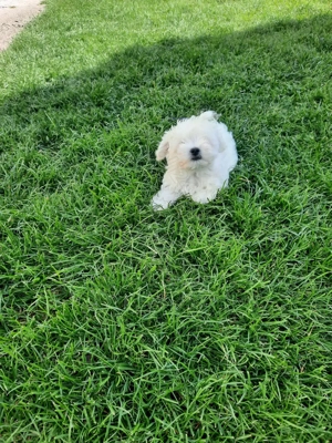 Bichon maltez 