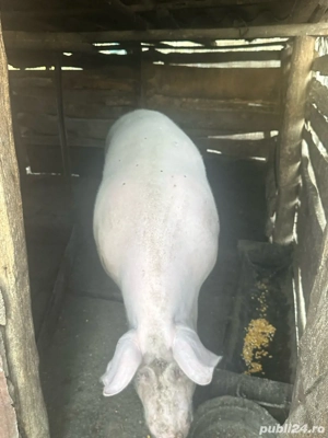 vand porci - imagine 3 vand porci - imagine 3