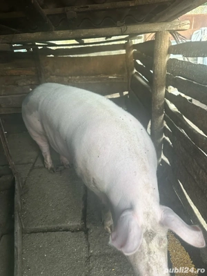 vand porci - imagine 4 vand porci - imagine 4