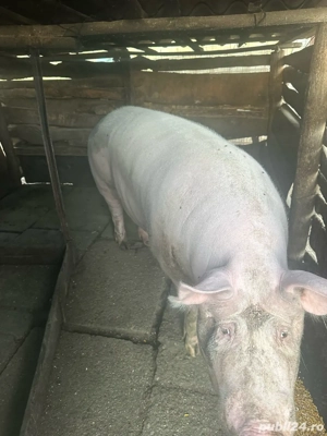 vand porci - imagine 5 vand porci - imagine 5