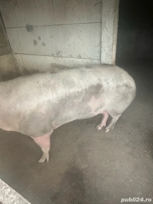 vand porci - imagine 2 vand porci - imagine 2