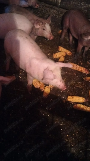 Vând purcei înțărcați 