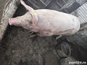 Porc de vanzare  - imagine 4 Porc de vanzare  - imagine 4
