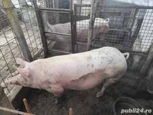 Porc de vanzare  - imagine 3 Porc de vanzare  - imagine 3